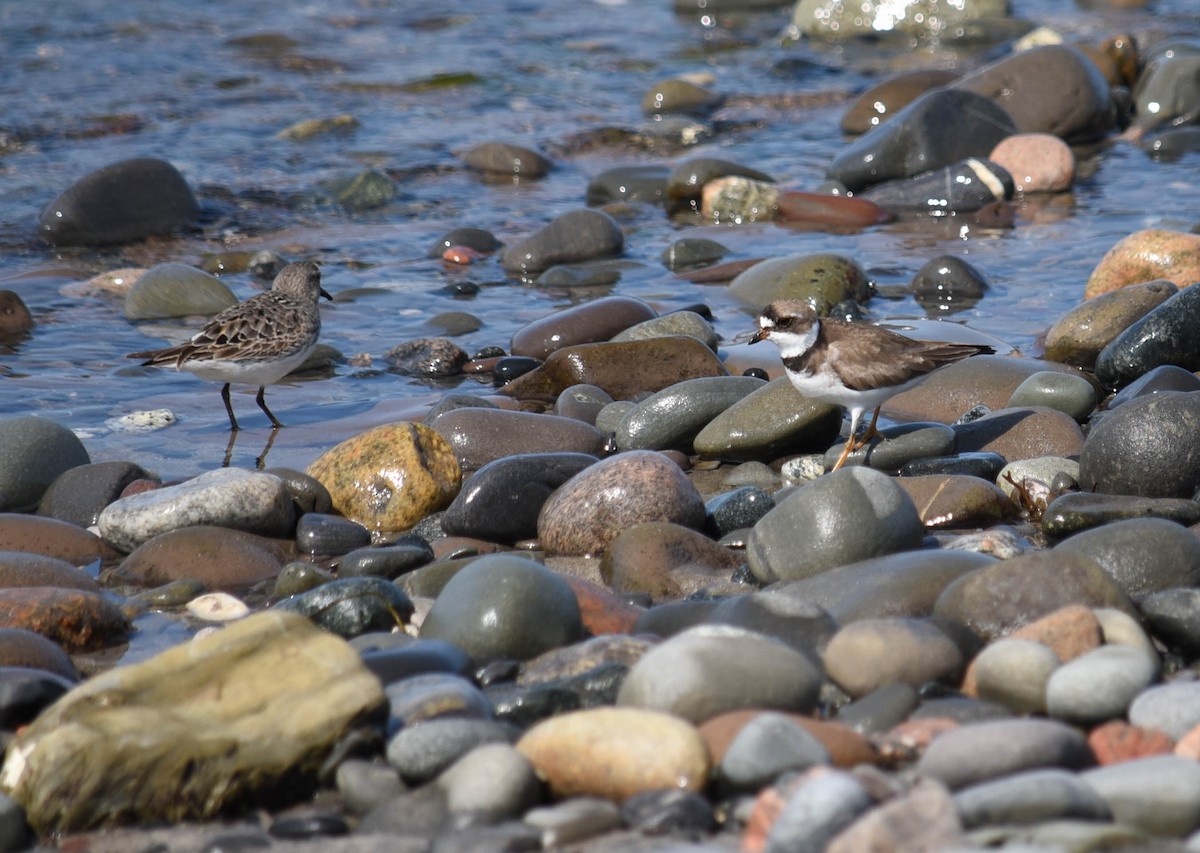 Semipalmated Plover - ML639929551