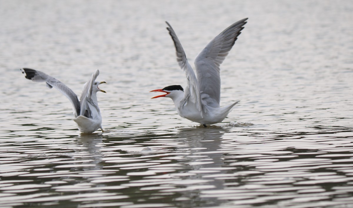 Caspian Tern - ML639929608