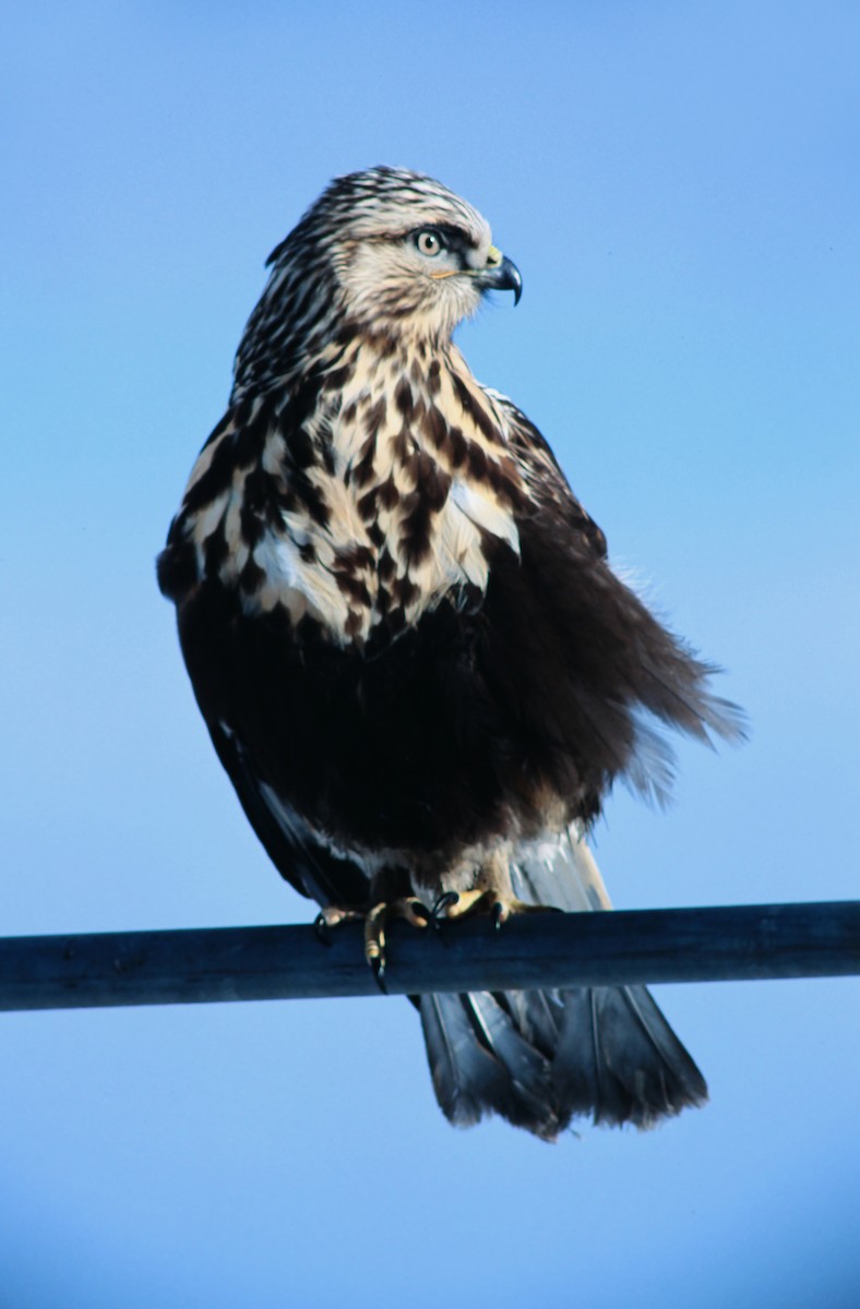 Rough-legged Hawk - ML639929667