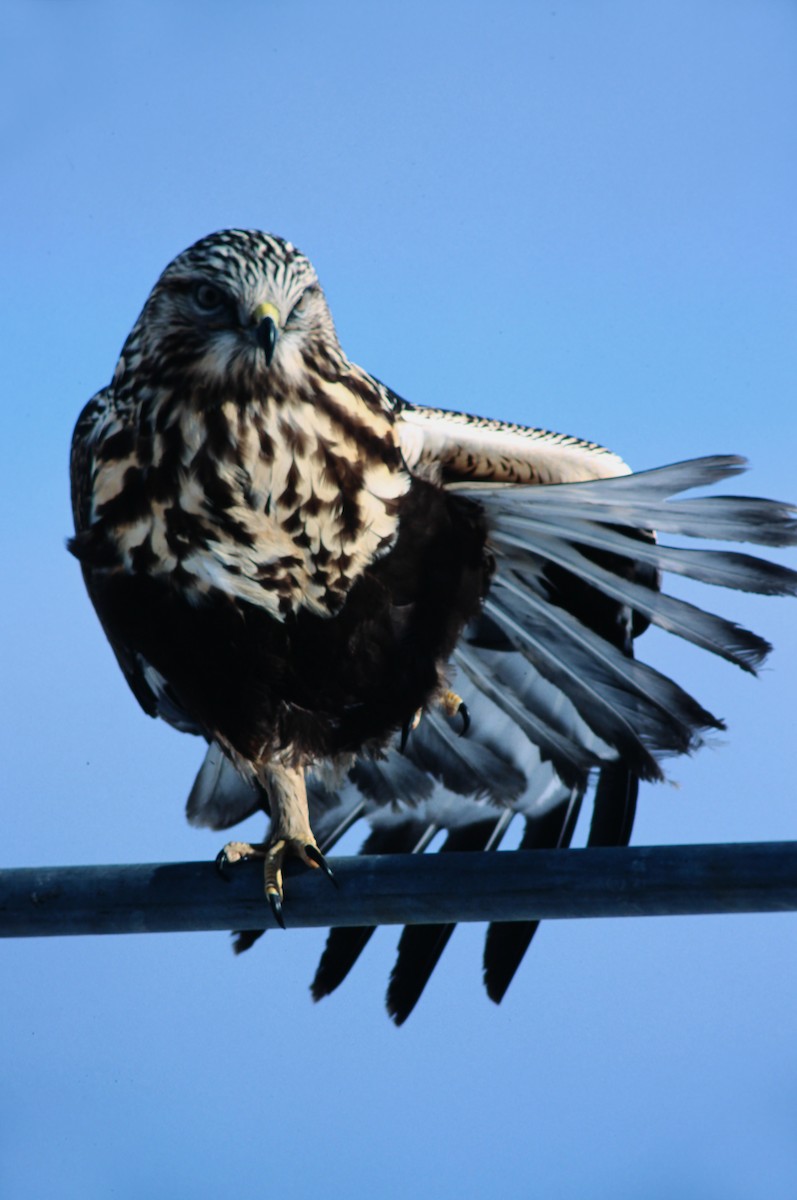 Rough-legged Hawk - ML639929668