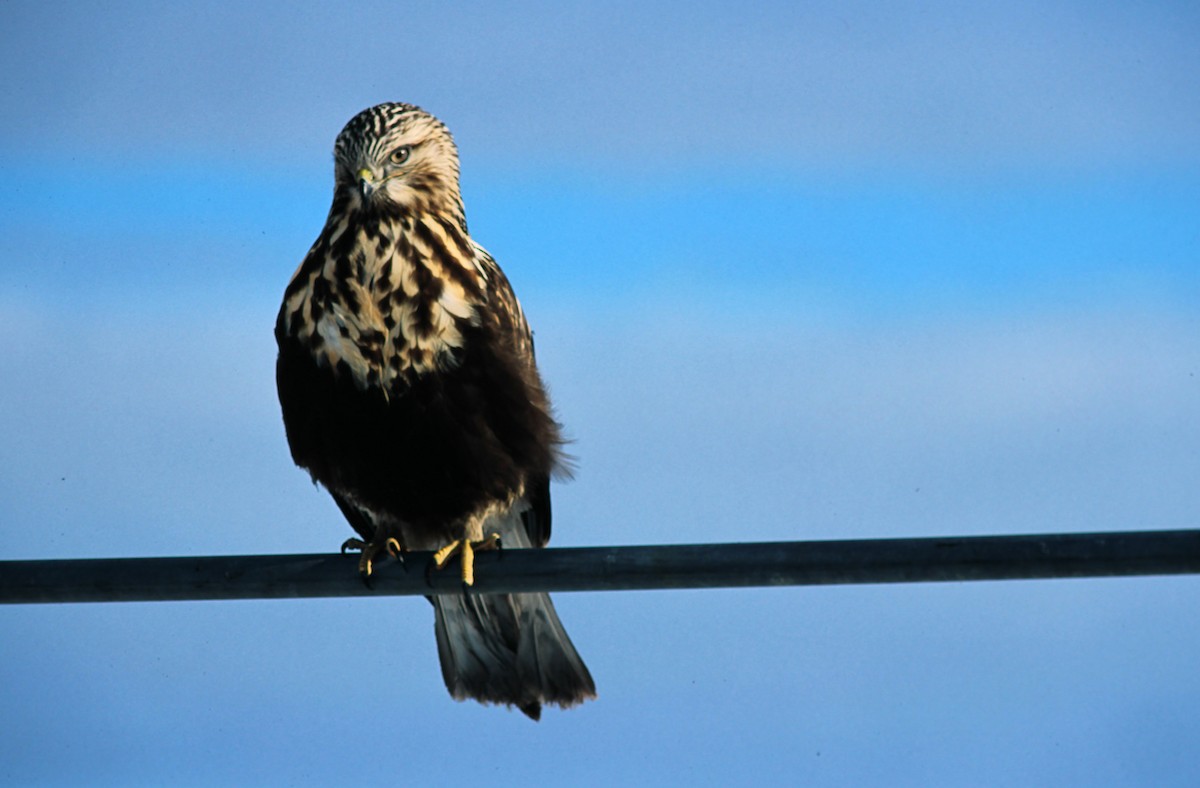Rough-legged Hawk - ML639929669