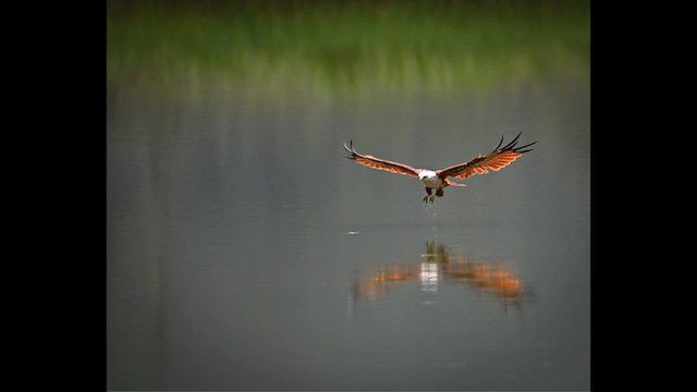 Brahminy Kite - ML639929818