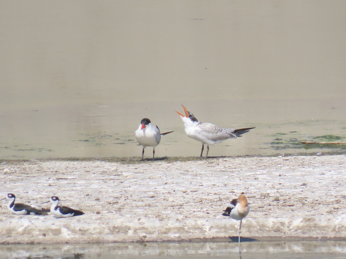 Caspian Tern - ML639929848