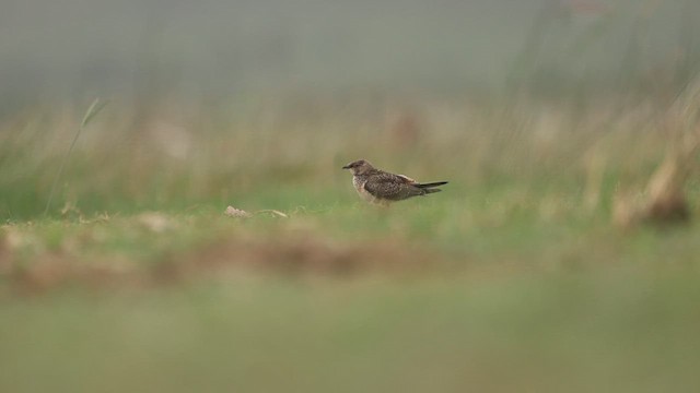 Oriental Pratincole - ML639929850