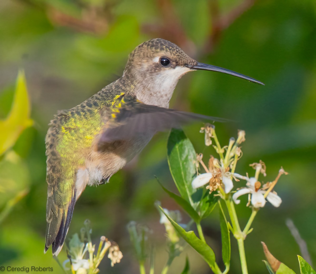 Colibrí Gorjinegro - ML639929870