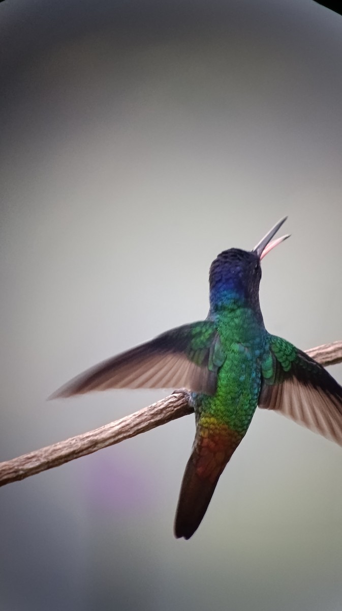 Golden-tailed Sapphire - ML639929942