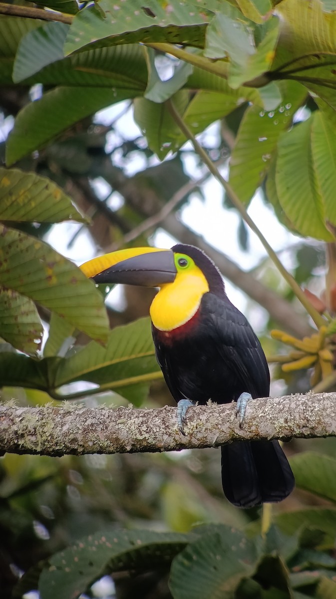 Yellow-throated Toucan - ML639929948