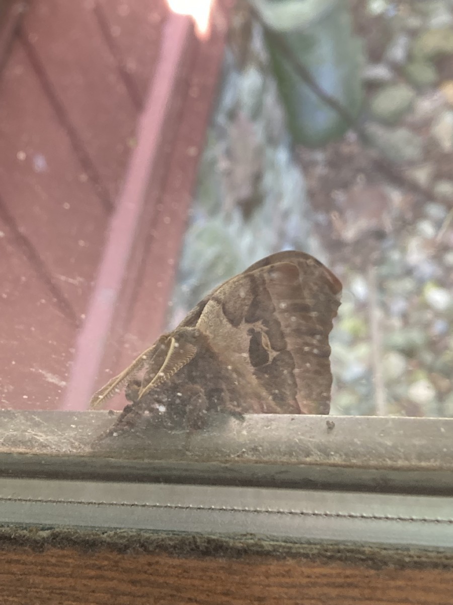 Insects - ML639929956