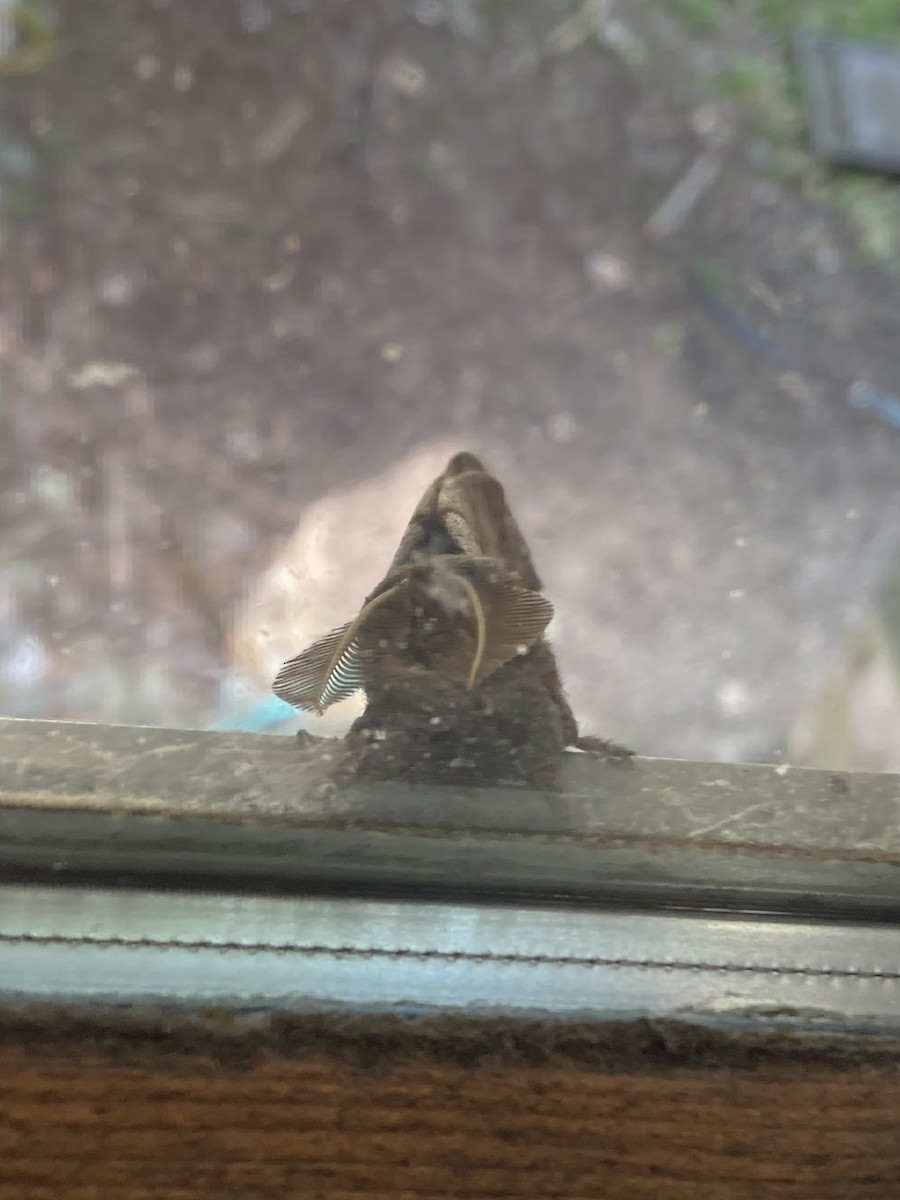 Insects - ML639929957