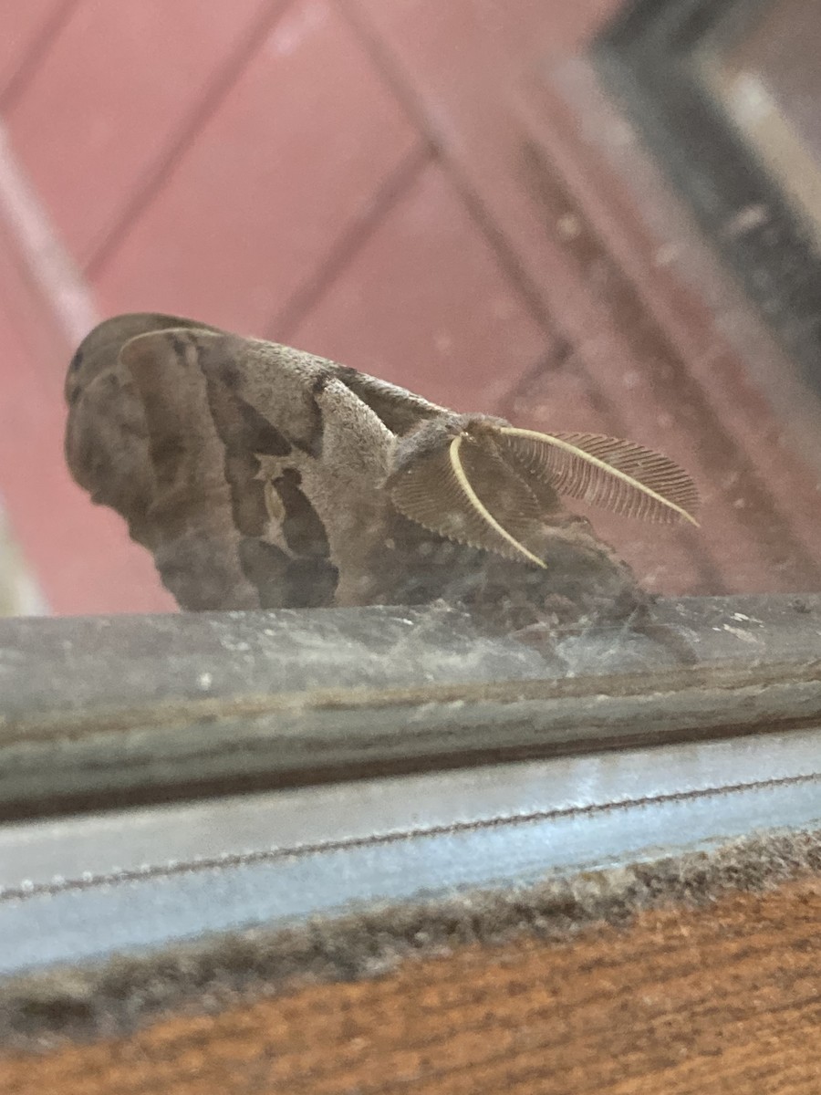 Insects - ML639929958