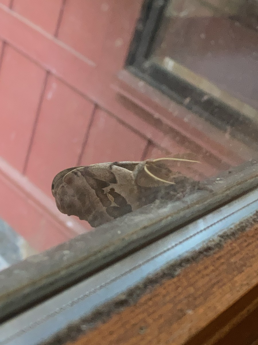 Insects - ML639929959