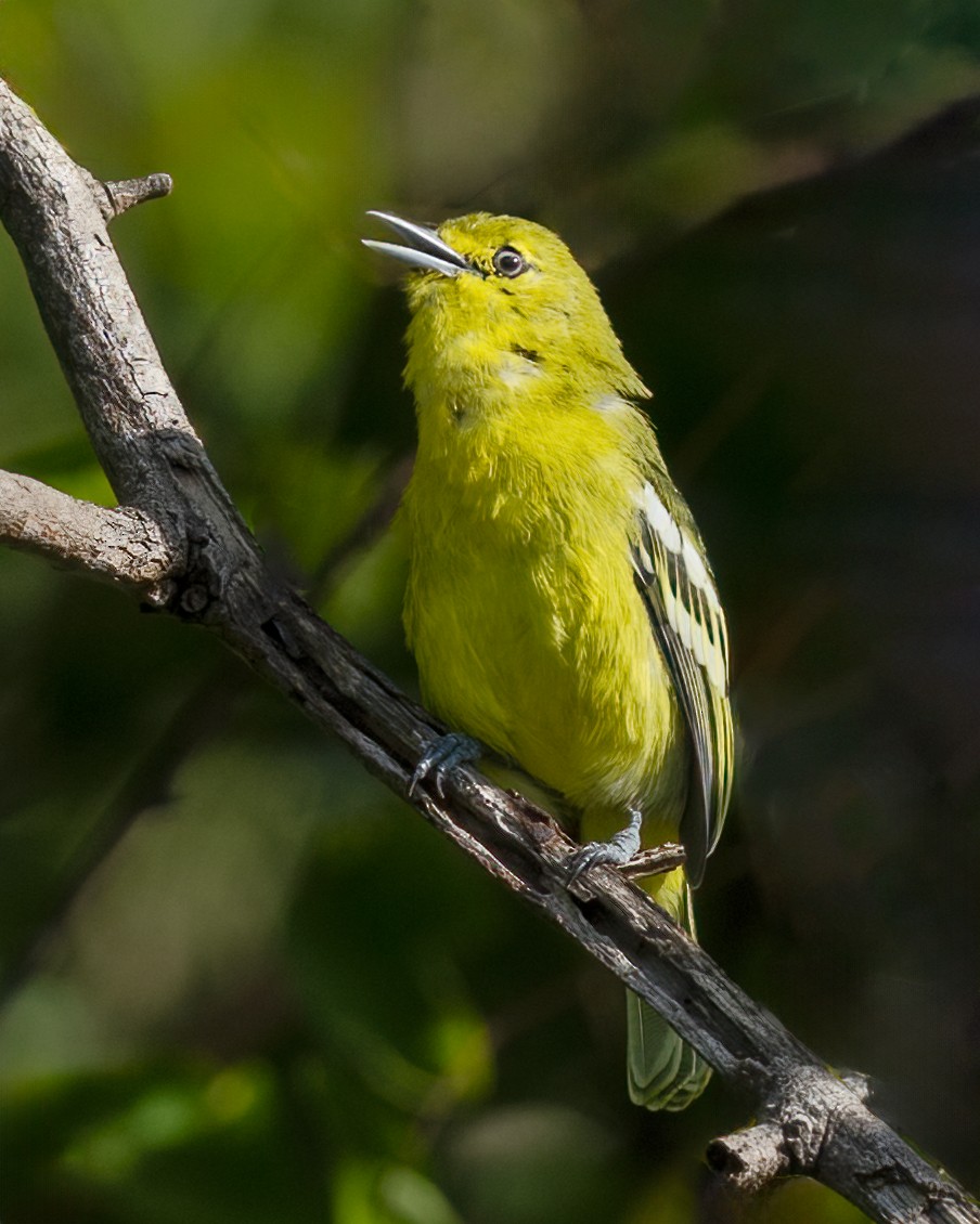 Common Iora - ML639929976
