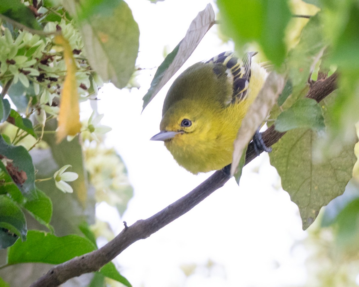 Common Iora - ML639929977