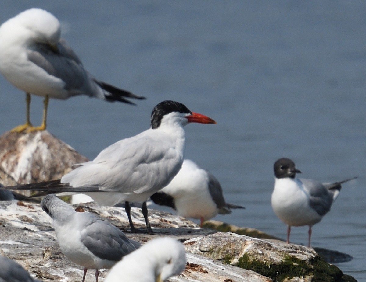 Caspian Tern - ML639930032