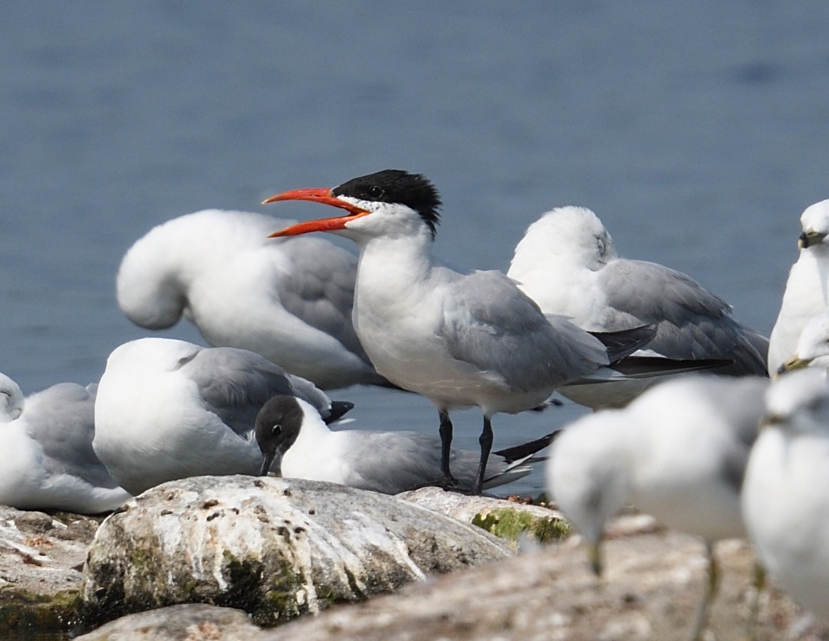 Caspian Tern - ML639930033