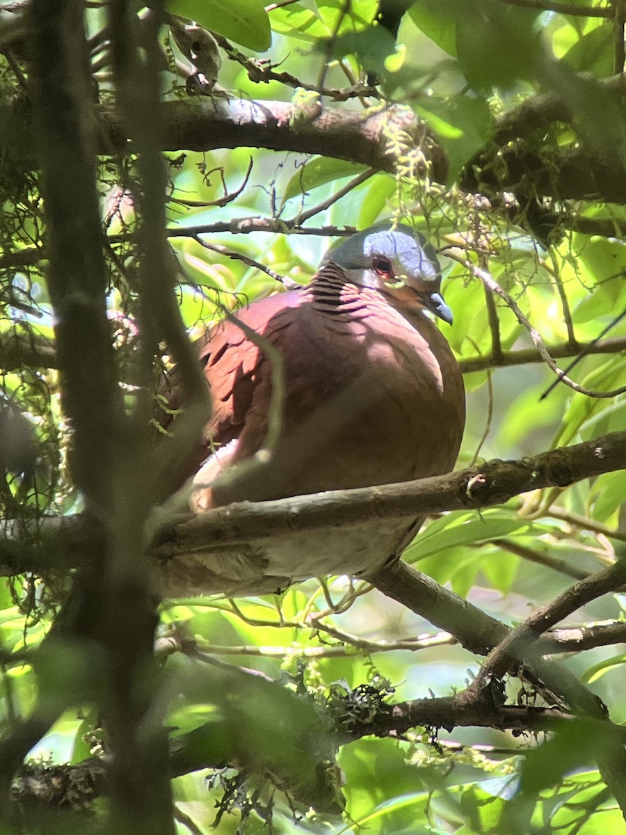 Chiriqui Quail-Dove - ML639930059