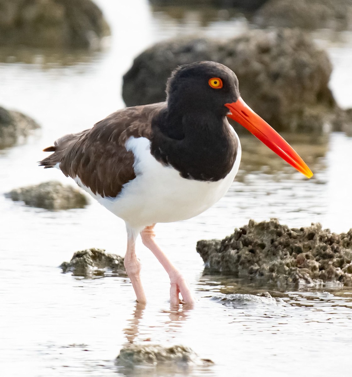 American Oystercatcher - ML639930071
