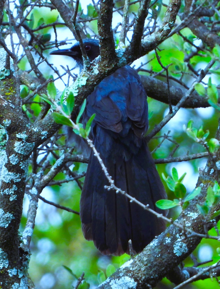 Blue Mockingbird - ML639930079