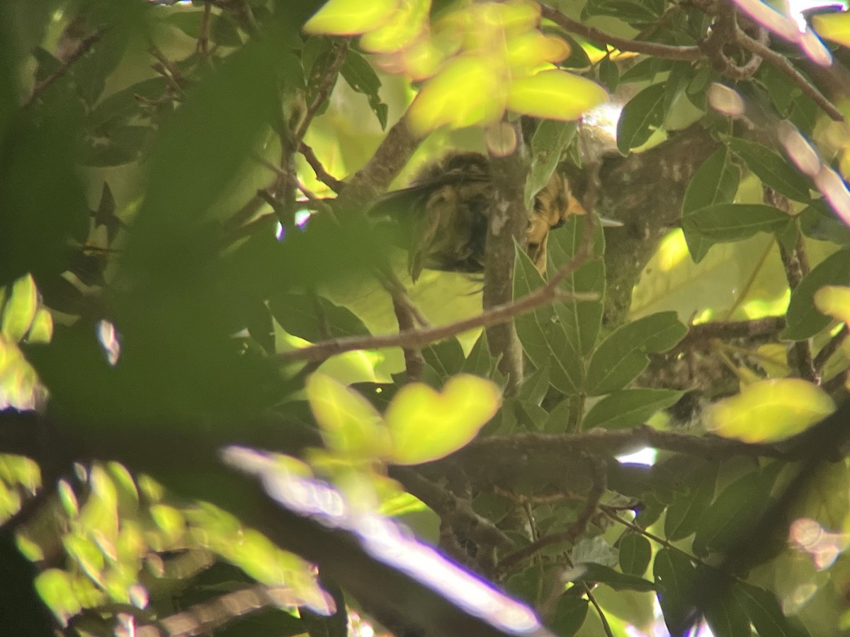 Buff-fronted Foliage-gleaner - ML639930117