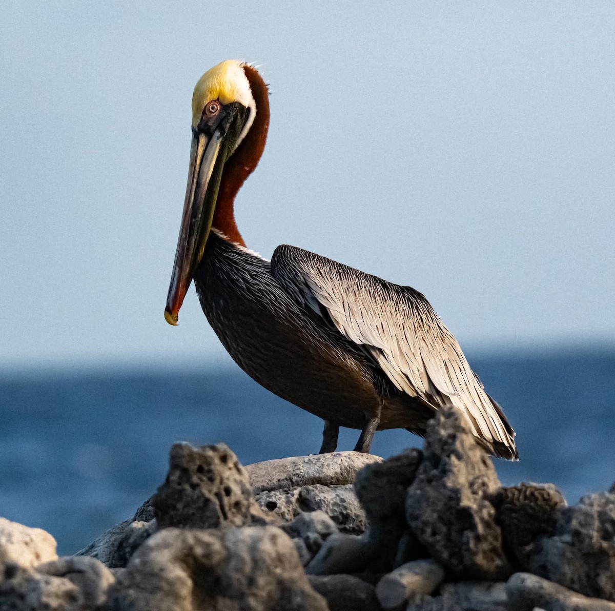 Brown Pelican - ML639930119