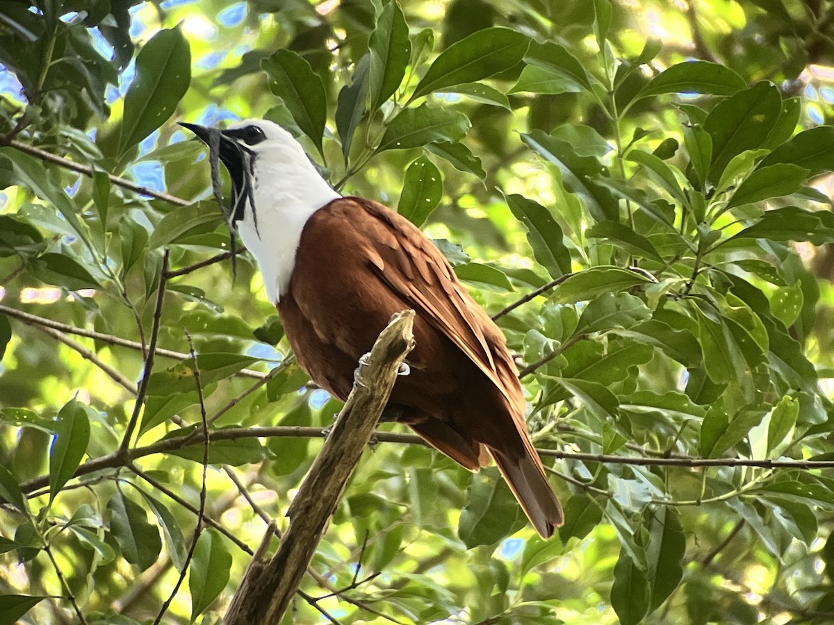 Three-wattled Bellbird - ML639930127