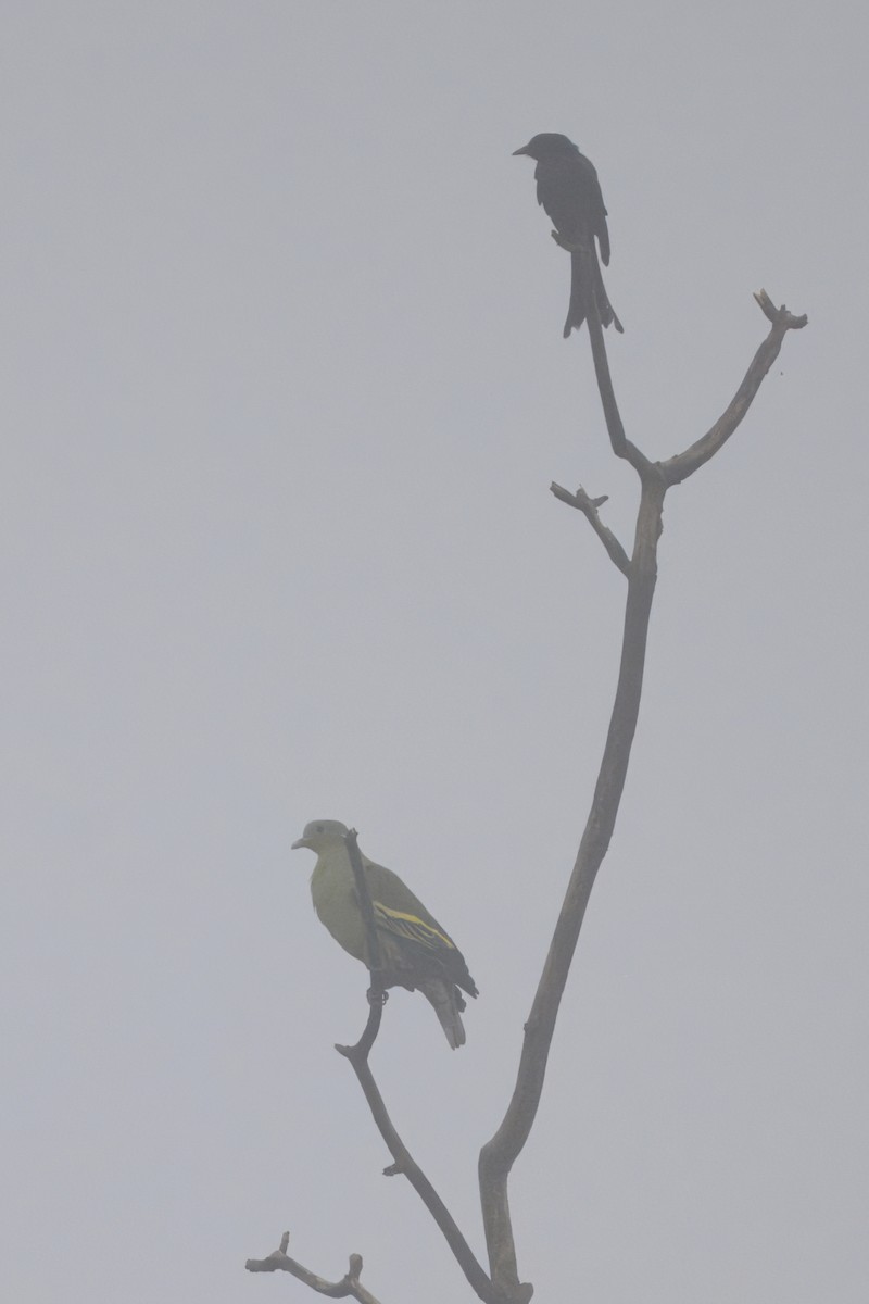 Gray-fronted Green-Pigeon - ML639930146