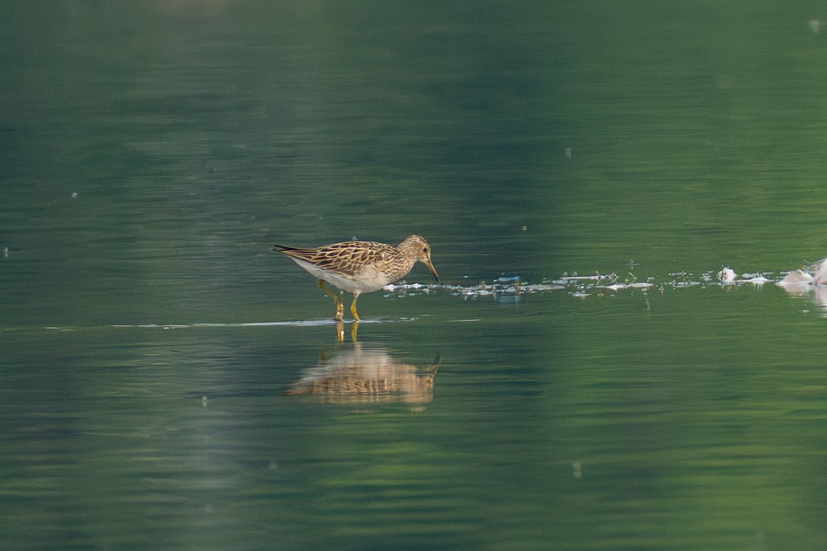 Bécasseau à poitrine cendrée - ML639930189