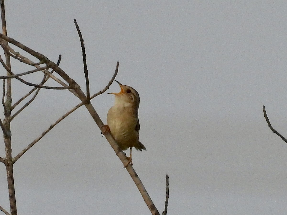 Sedge Wren - ML639930254