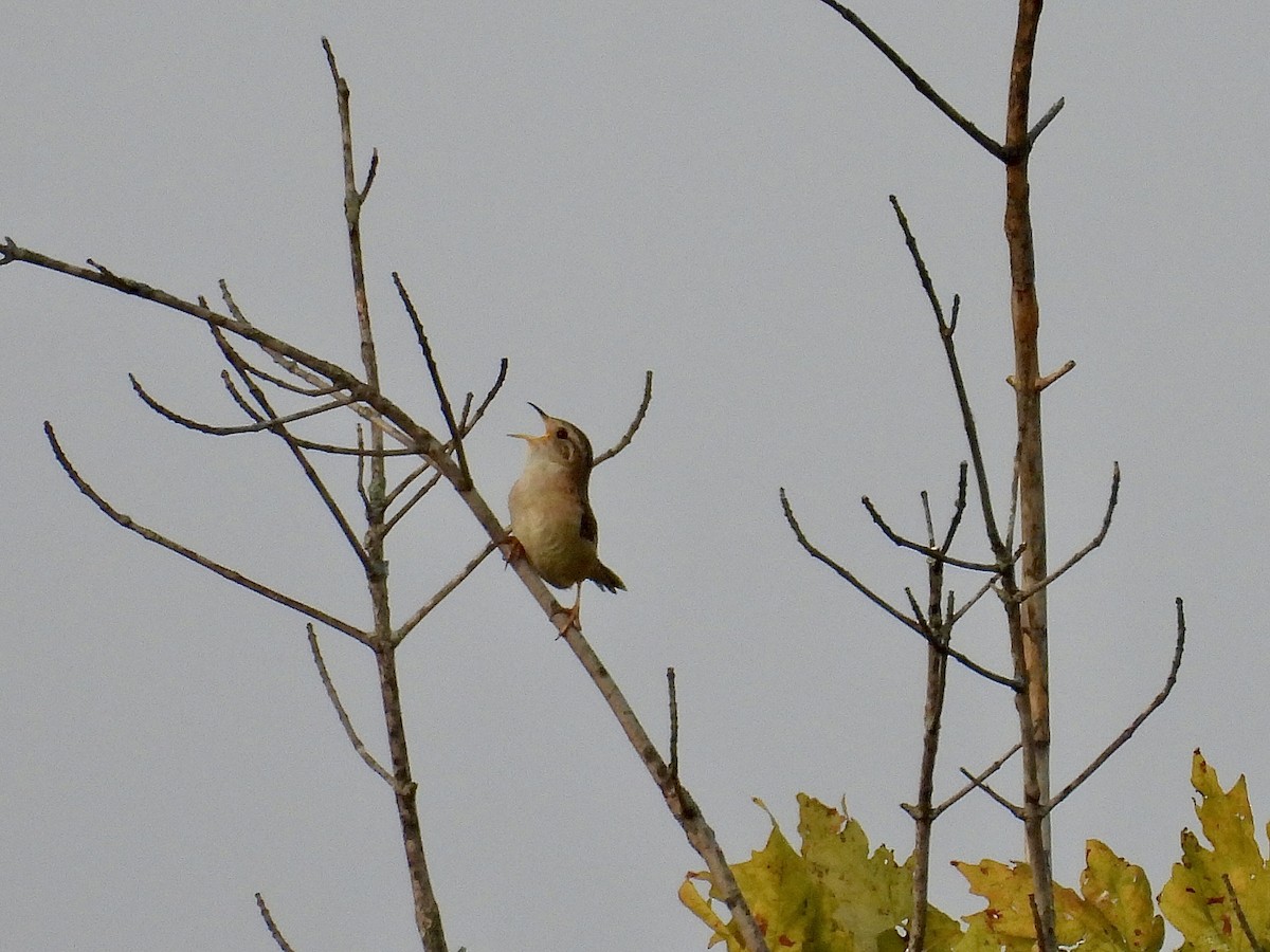 Sedge Wren - ML639930255