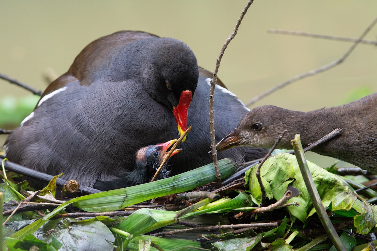 Eurasian Moorhen - ML639930284