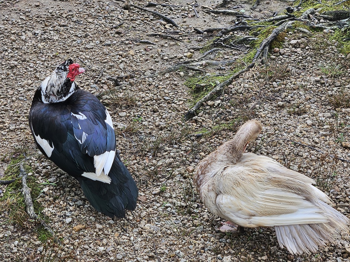 pižmovka americká (domestikovaná) - ML639930305