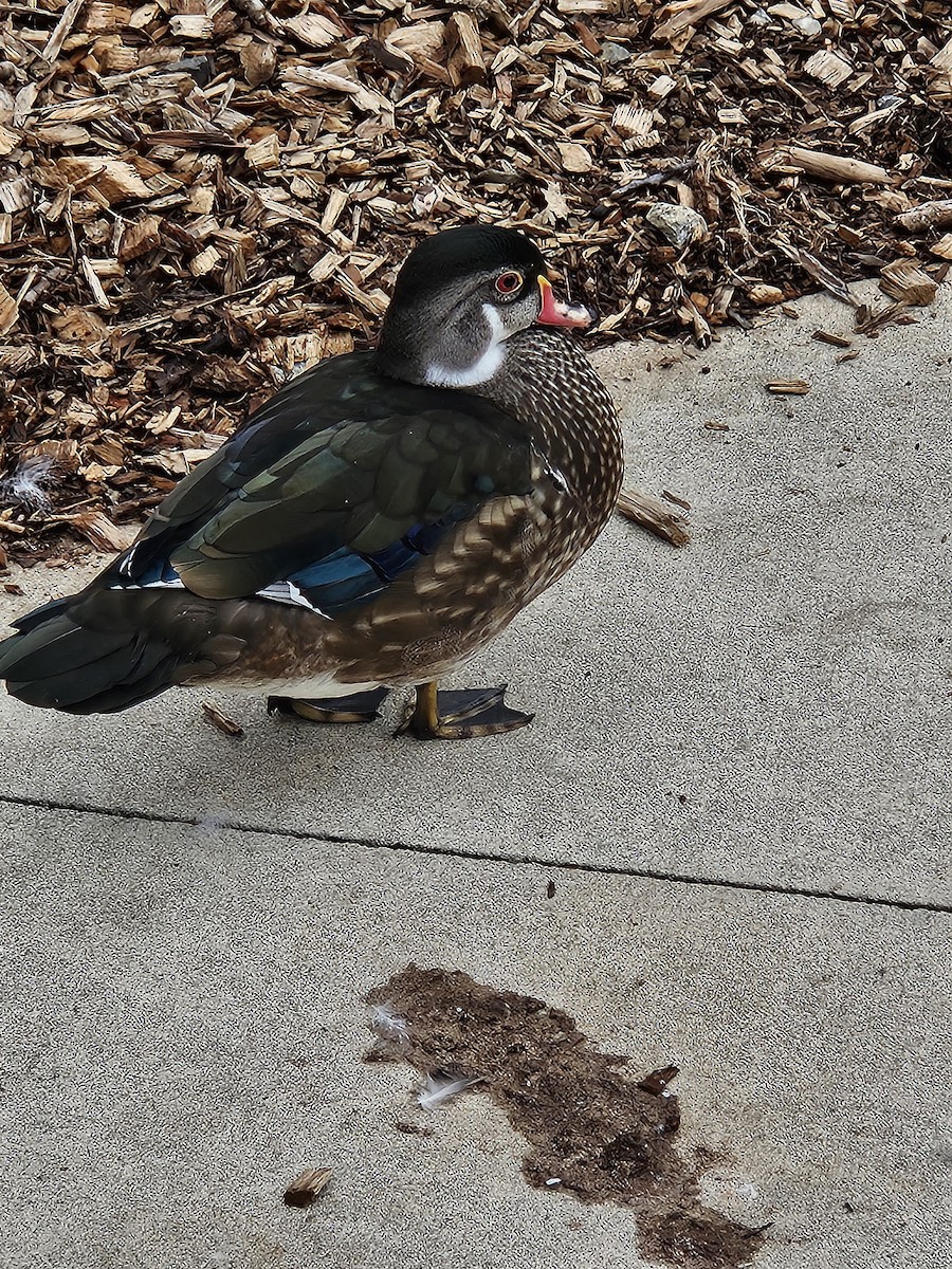 kachnička karolínská - ML639930314