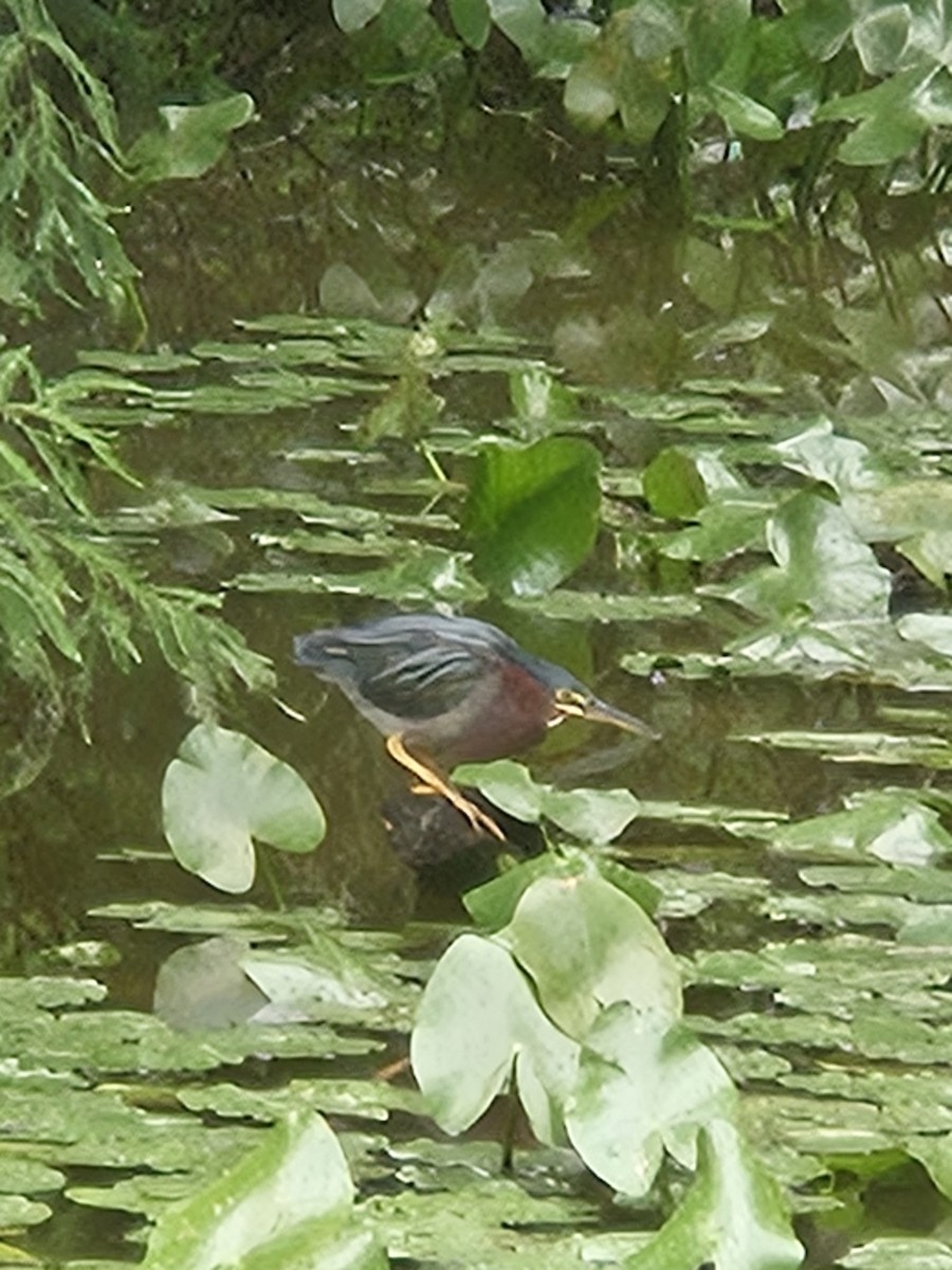 volavka zelenavá - ML639930323