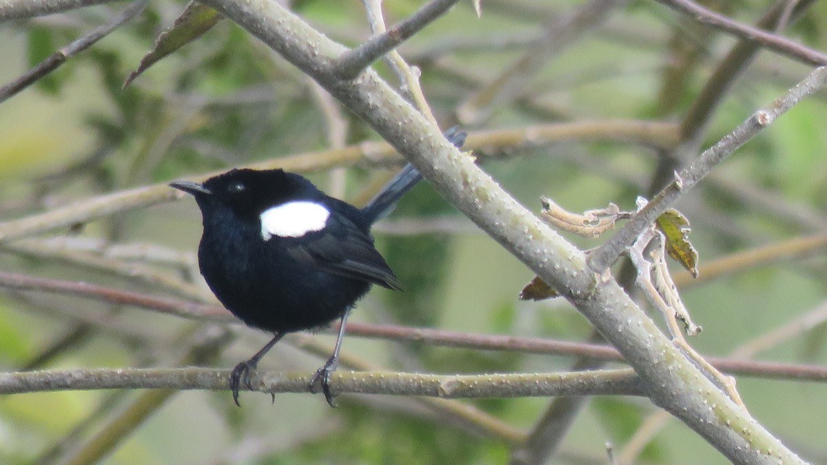 White-shouldered Fairywren - ML639930347