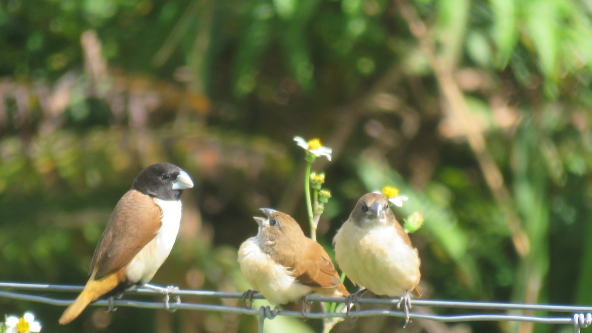 Hooded Munia - ML639930399