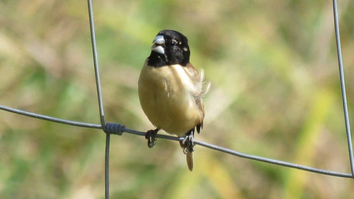 Hooded Munia - ML639930400