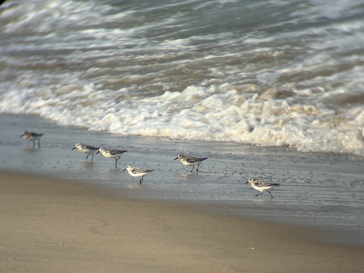 Sanderling - ML639930408