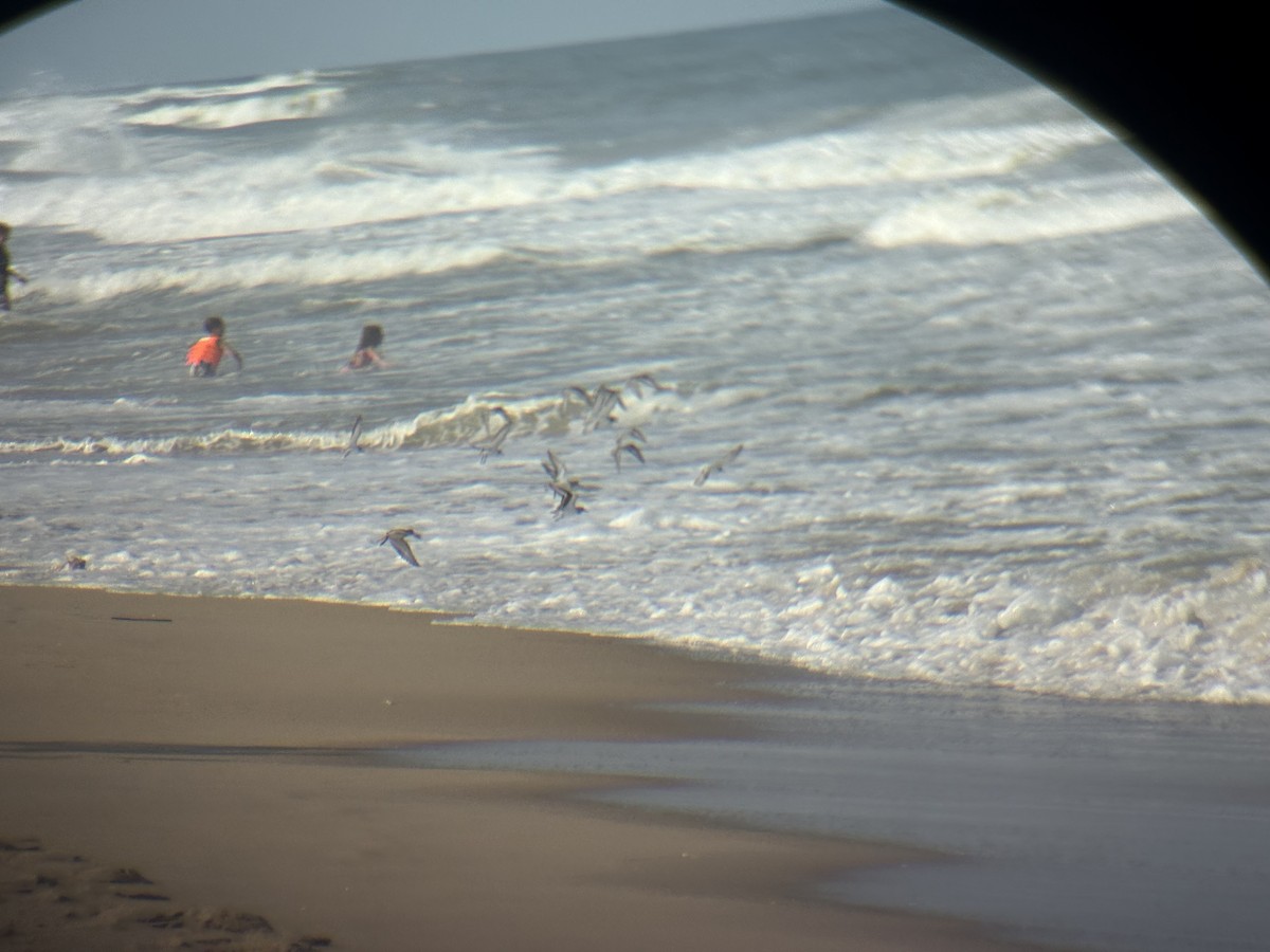 Sanderling - ML639930409