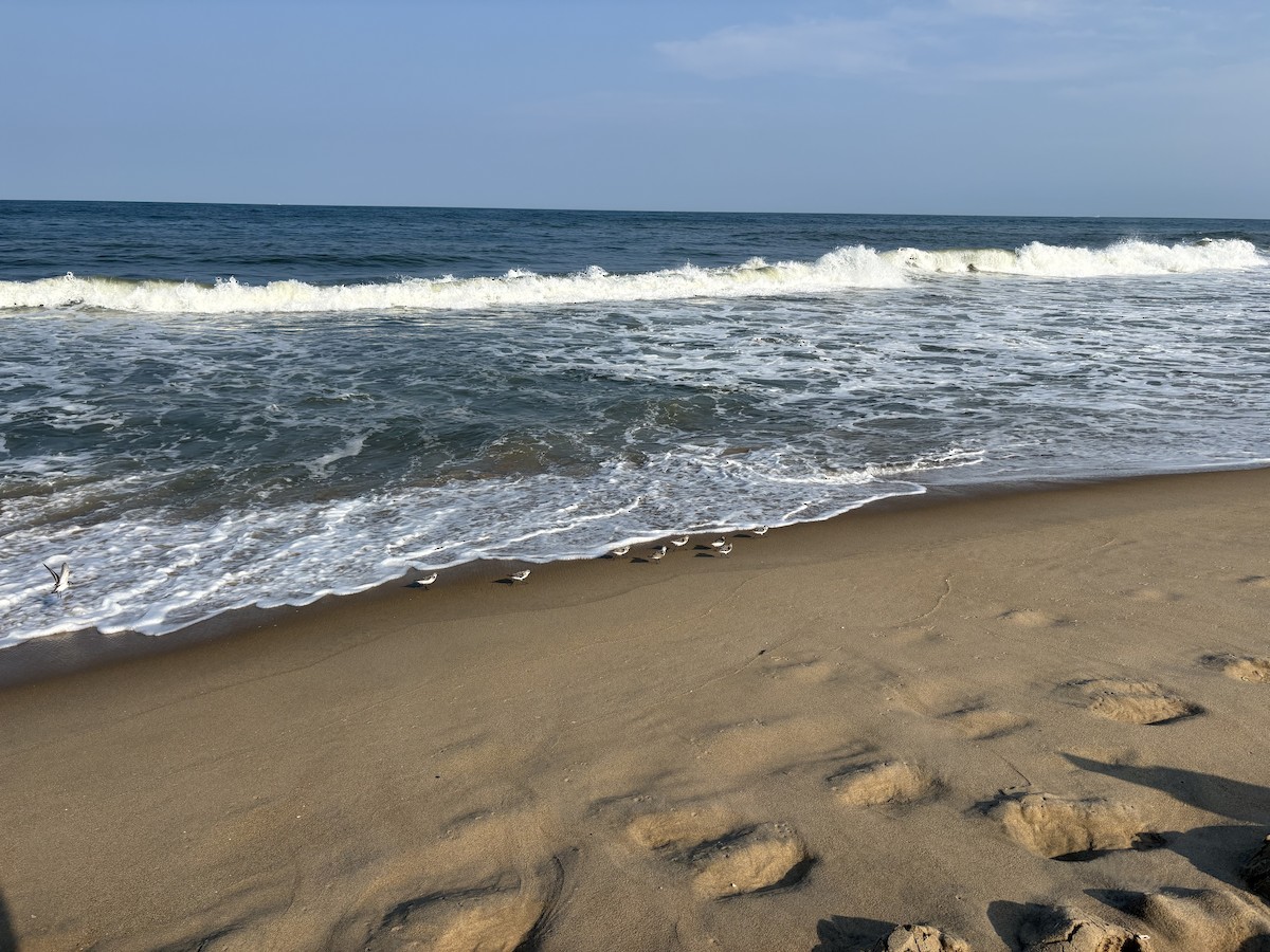 Sanderling - ML639930410