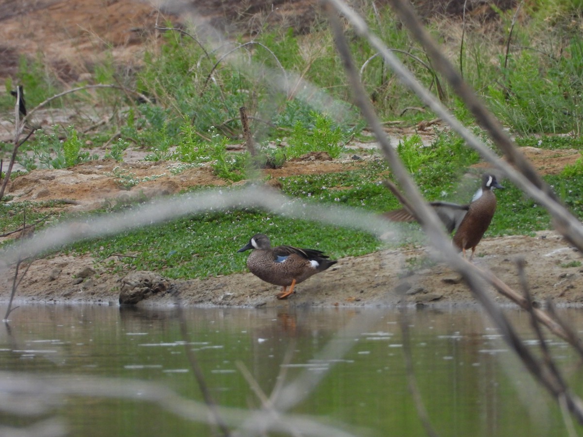 Blue-winged Teal - ML639930448