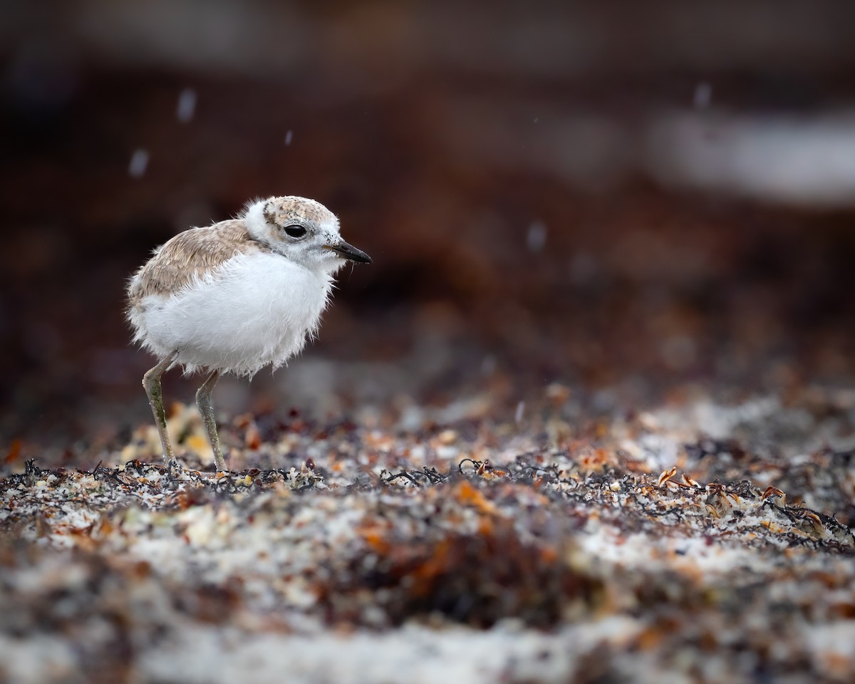 Snowy Plover - ML639930457