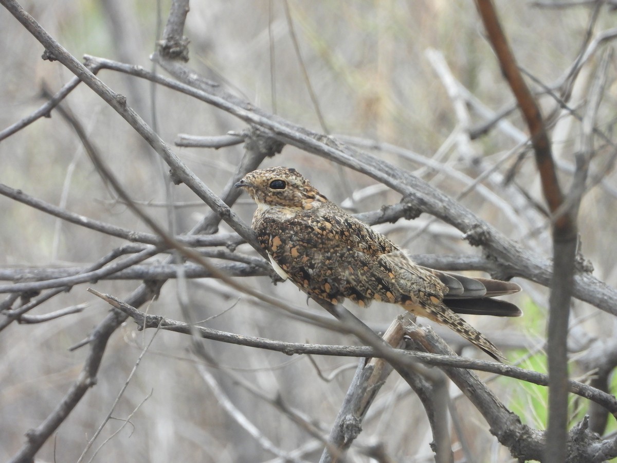 Lesser Nighthawk - ML639930468