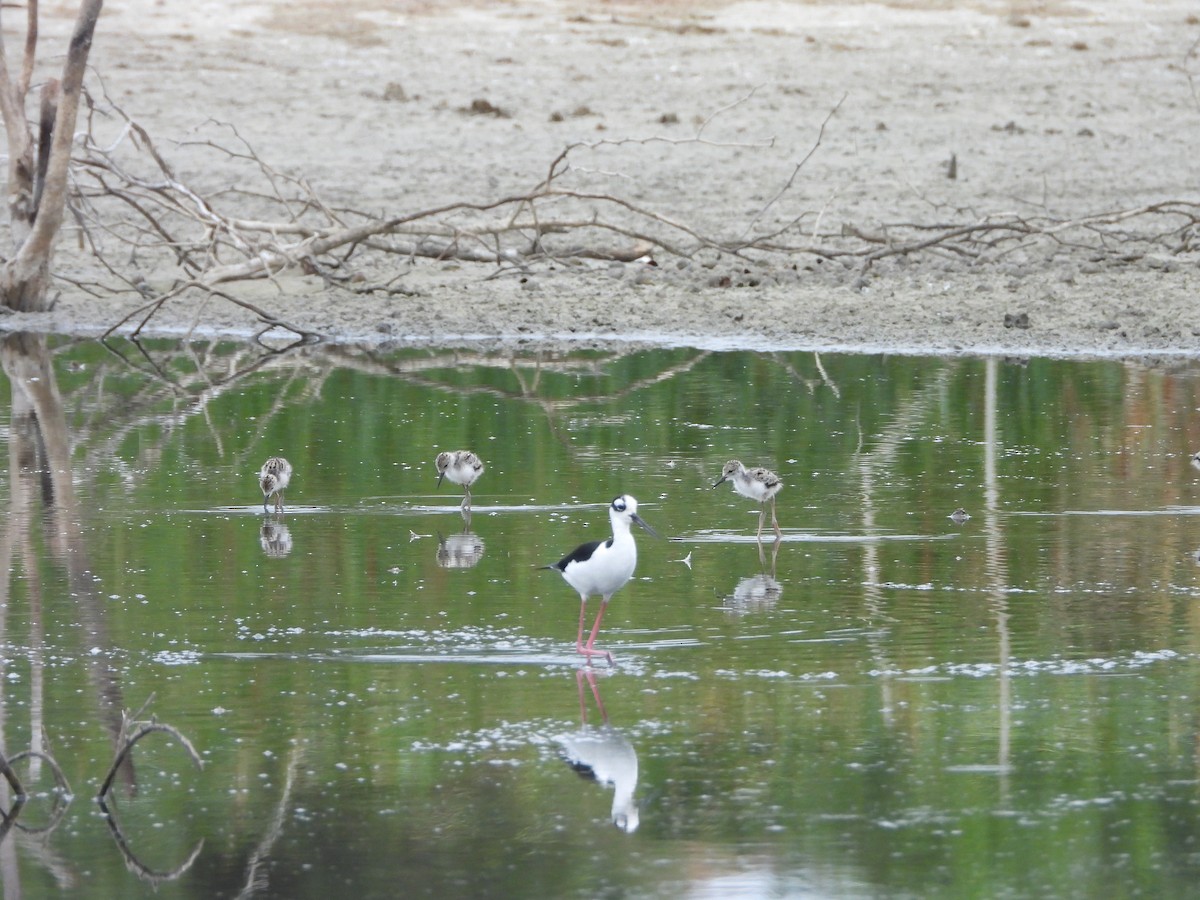 Black-necked Stilt - ML639930484