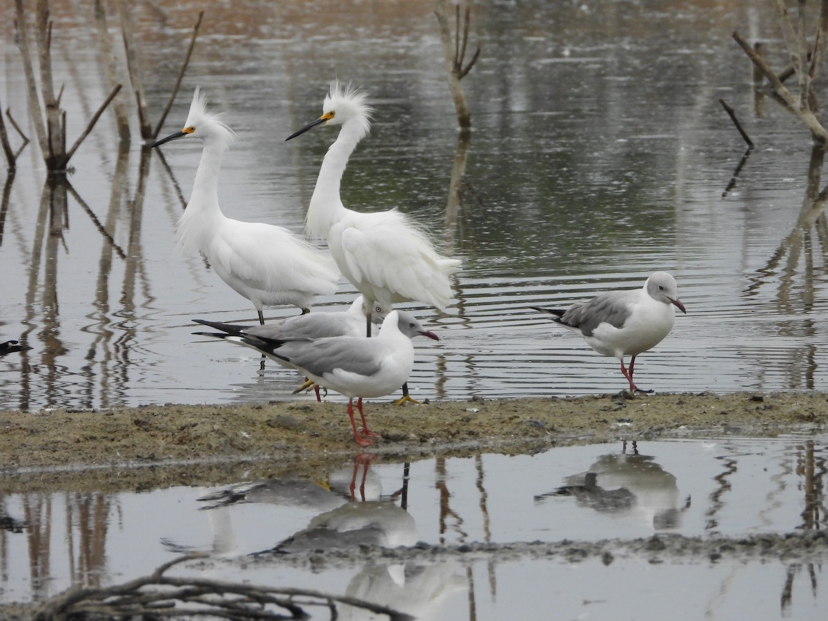Gray-hooded Gull - ML639930488