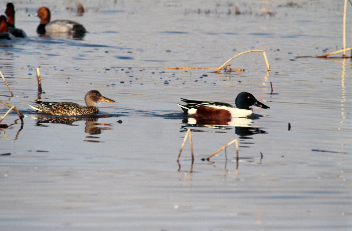 Халбага нугас - ML639930491