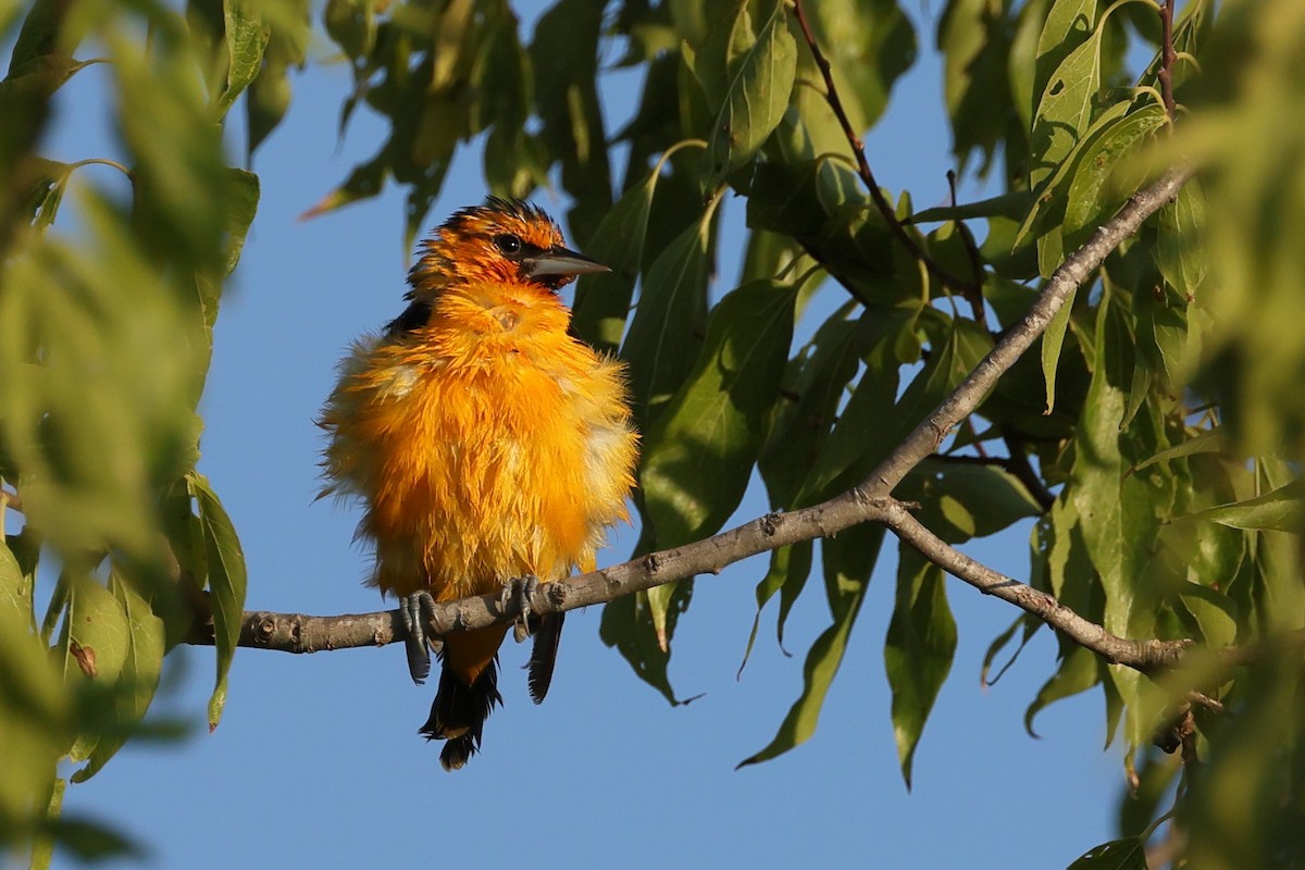 Bullock's Oriole - ML639930497