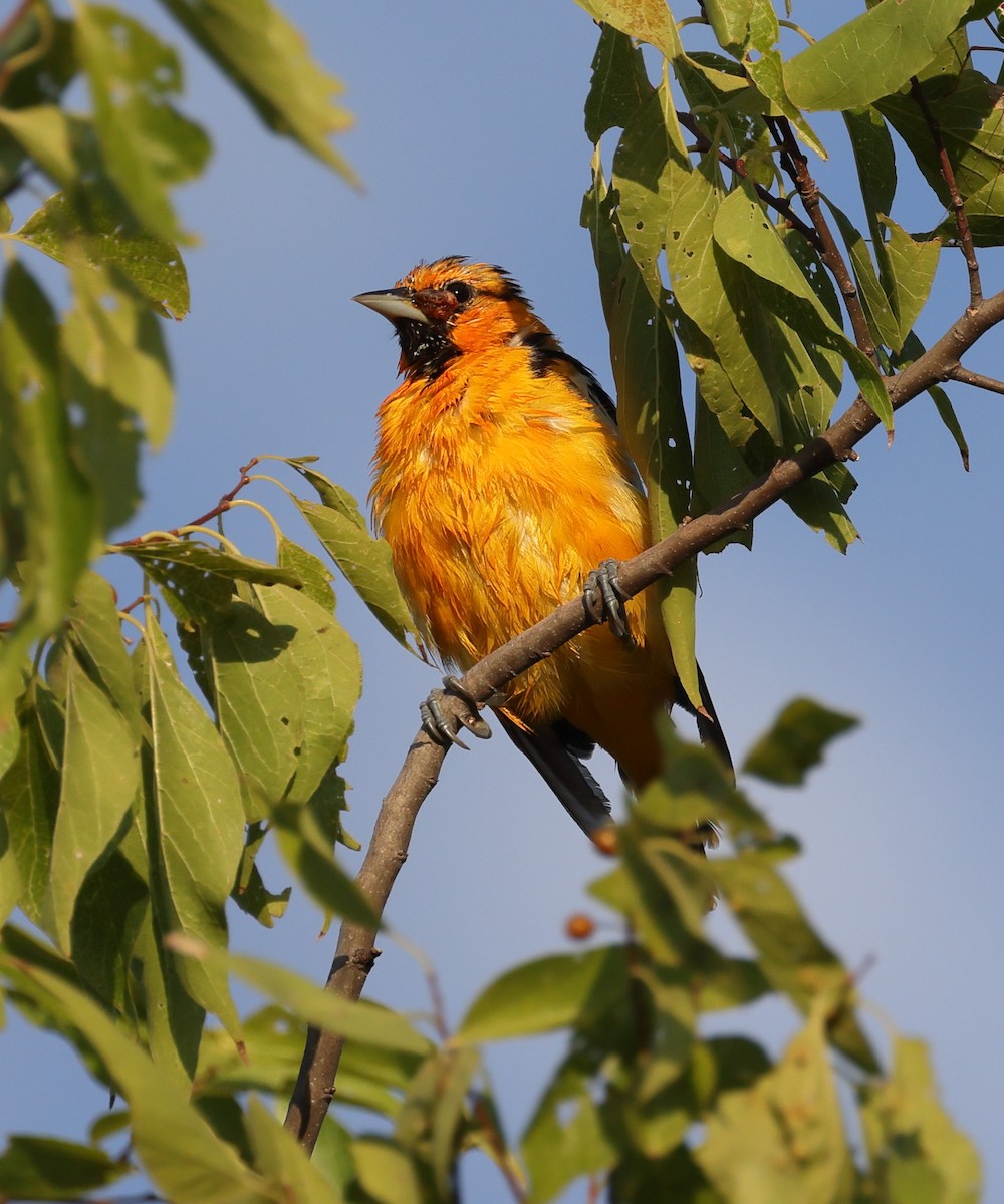 Bullock's Oriole - ML639930498