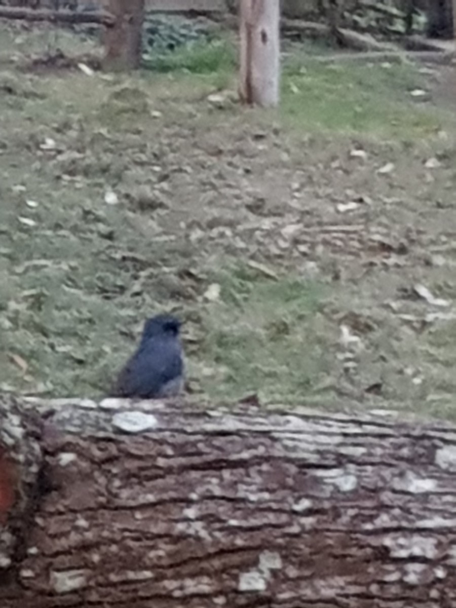 Dull-blue Flycatcher - ML639930499