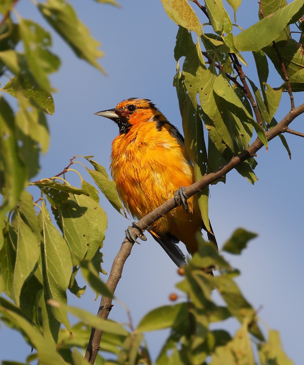 Bullock's Oriole - ML639930501