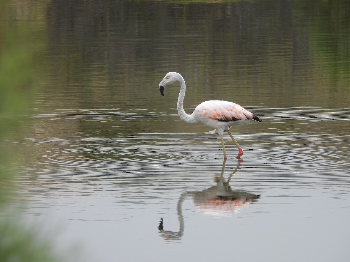 Chilean Flamingo - ML639930503